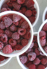 Photo of Berries